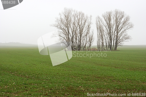 Image of Fog