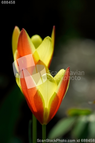 Image of Tulips