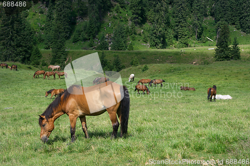 Image of Horses