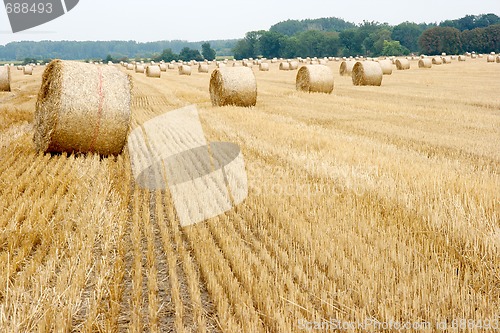 Image of Agriculture