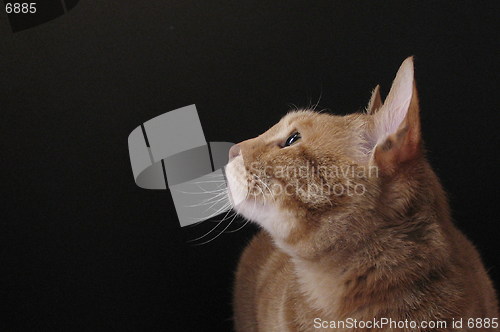 Image of cat sitting in front of a black card, 12