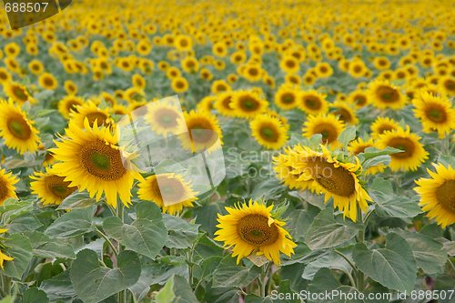 Image of Sunflowers