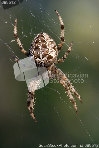 Image of Spider