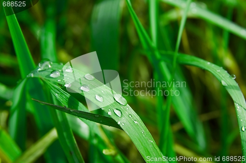 Image of Grass