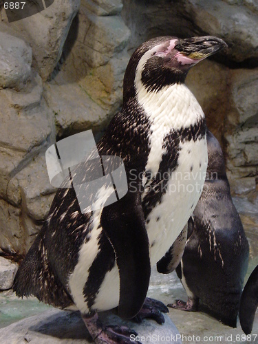 Image of Penguin At Aquarium At Niagara Falls