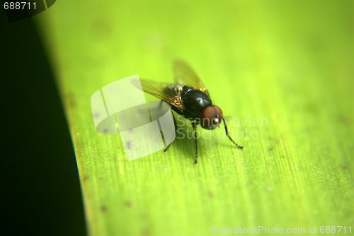Image of Isolated fly, landed on plant leaf