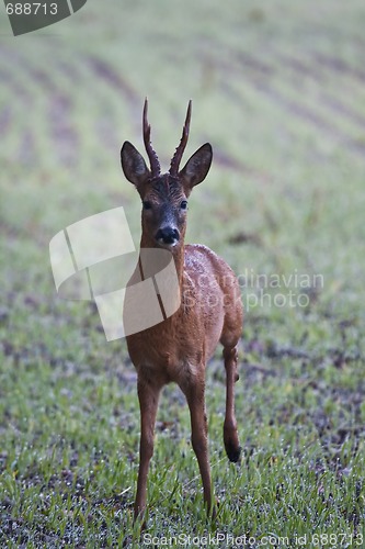 Image of roebuck