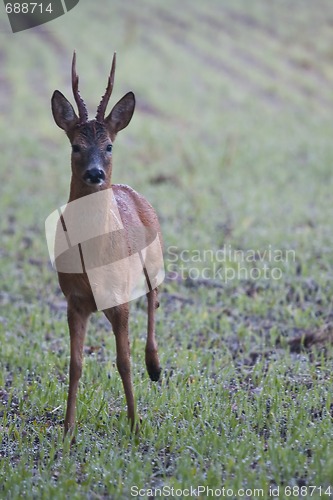 Image of Roebuck