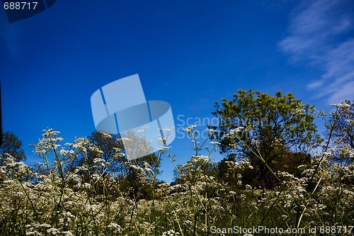 Image of summer meadows