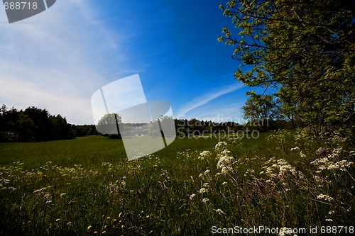 Image of Summer field
