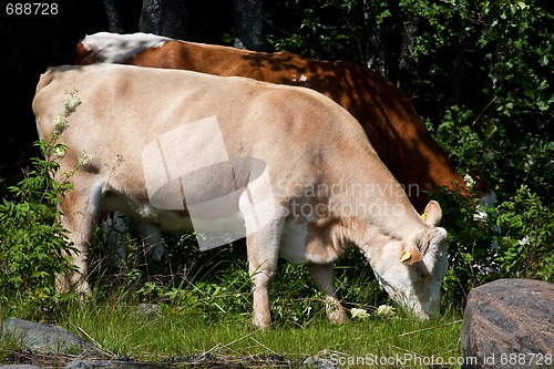 Image of Grazing cows