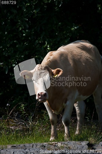 Image of Staring cow