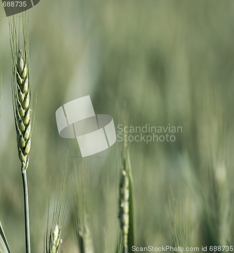 Image of Wheat