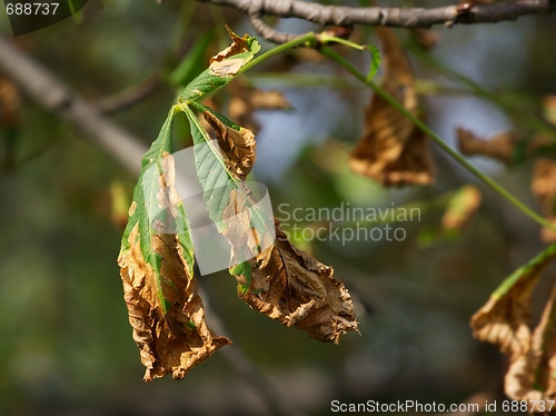 Image of Leaves