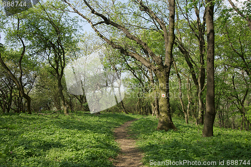 Image of Forest