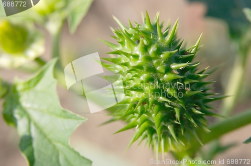 Image of Plant
