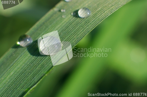 Image of Grass