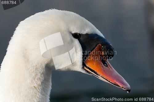 Image of Swan