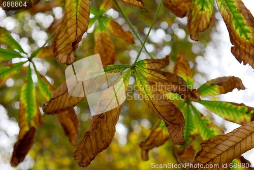 Image of Leaves