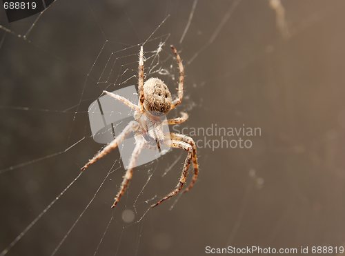 Image of Spider