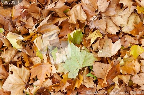 Image of Leaves