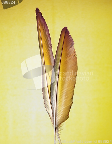 Image of yellow feather