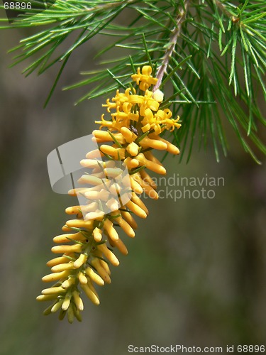 Image of Summer Flower