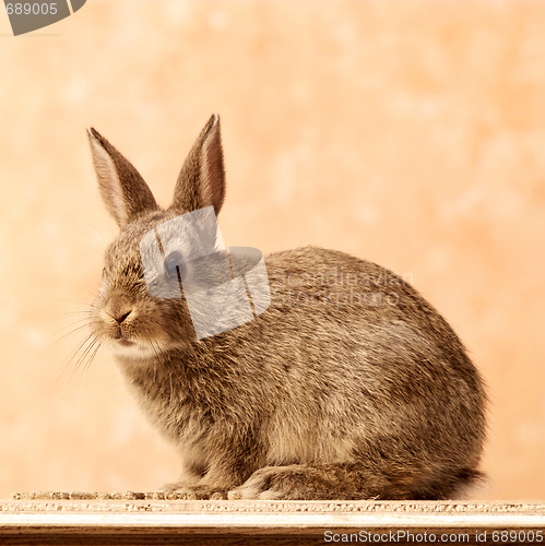 Image of Rabbit