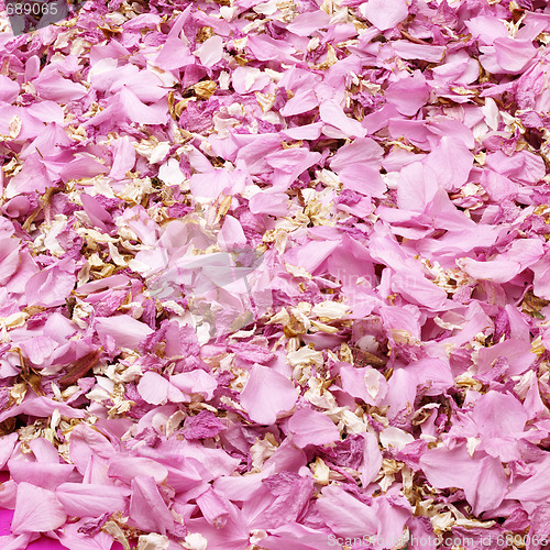 Image of Japanese cherry leafs