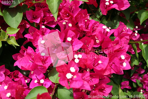 Image of Close up of bougainvillea