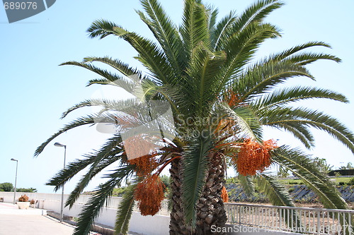 Image of Palm with fruits