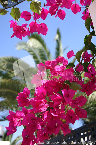 Image of Bougainvillea and palm in background