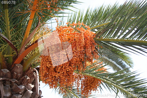 Image of Ripe fruits on palm