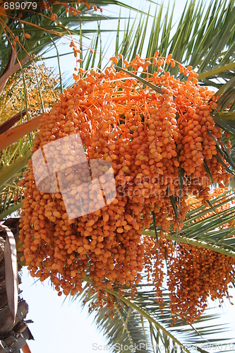 Image of Ripe palm fruits