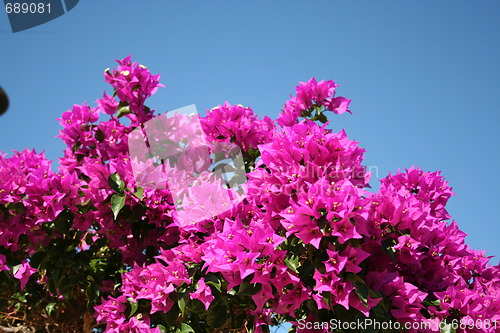 Image of Bougainvillea