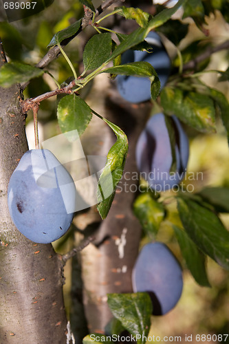Image of plums