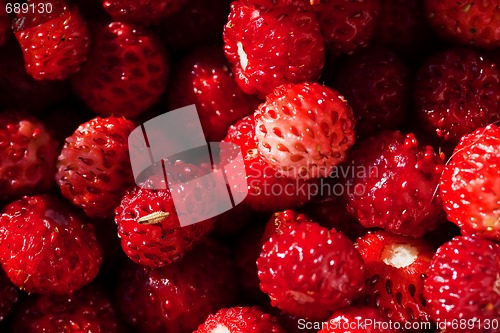 Image of wild strawberries