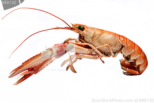 Image of crawfish