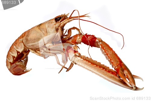 Image of crawfish 