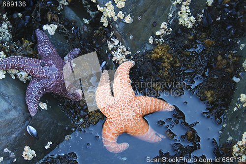 Image of Two starfish in Alaska tide pool