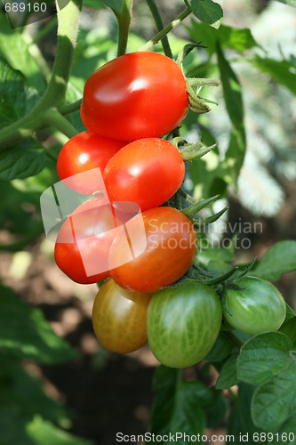 Image of Tomatoes