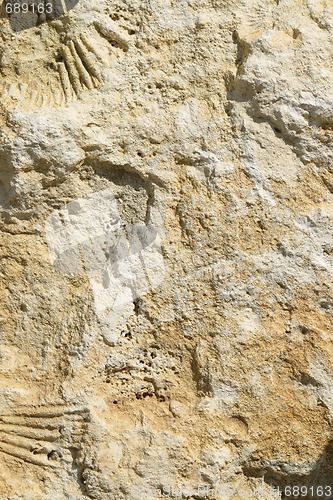 Image of Limestone fossils