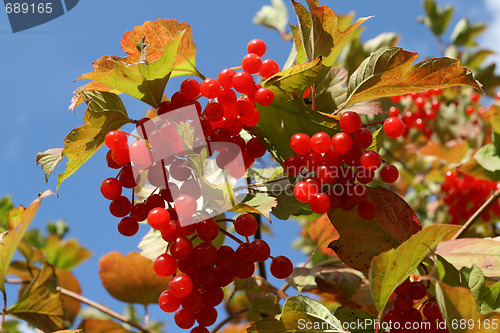 Image of Autumn