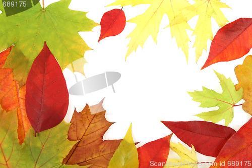 Image of Autumn forest texture