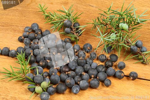 Image of Juniper