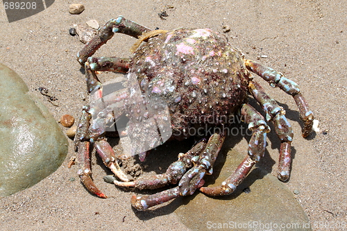 Image of Crab Beach