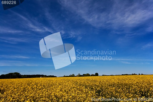 Image of canola field