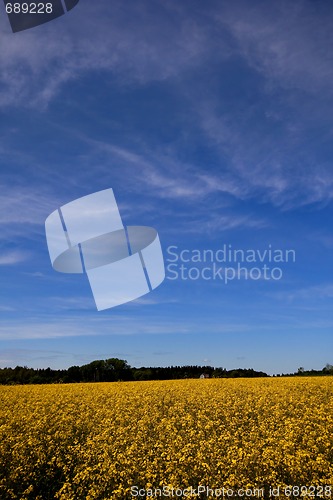 Image of Canola field