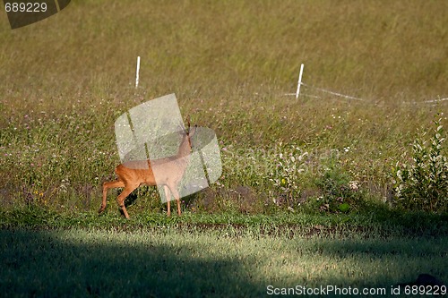 Image of Roebuck