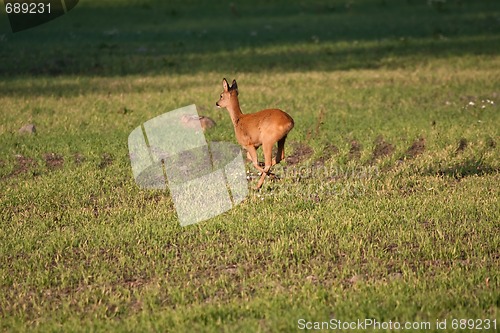 Image of Deer running over field